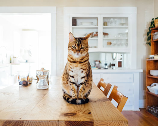 Katze sitzend auf Esstisch